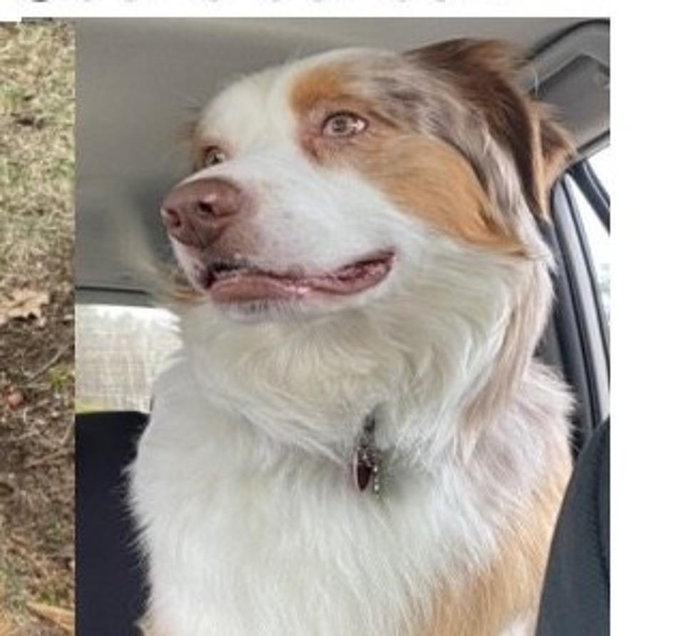 Missing Aussie Shepherd In Laconia, New Hampshire Needs Medication