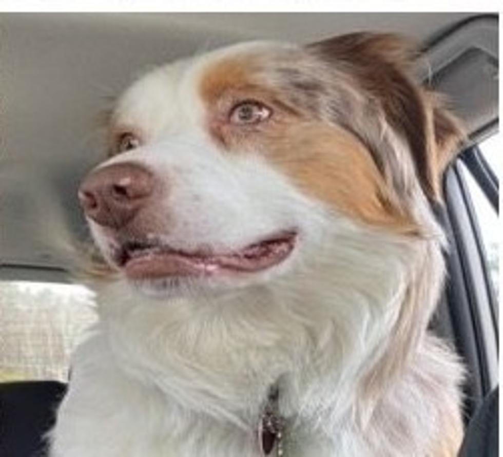 Missing Aussie Shepherd In Laconia, New Hampshire Needs Medication