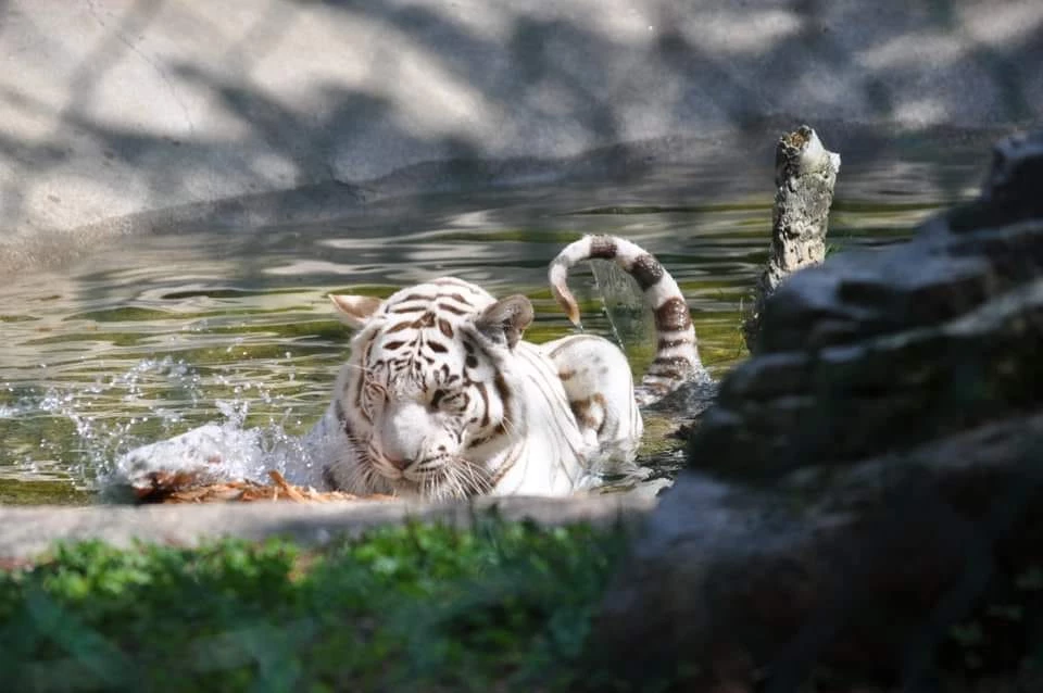 Bengal Tiger in New York 