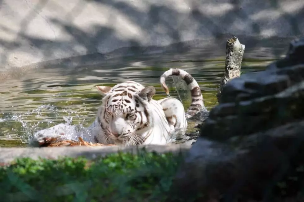 York&#8217;s Wild Kingdom Late Bengal Tiger Playing In Water Is A Precious Memory