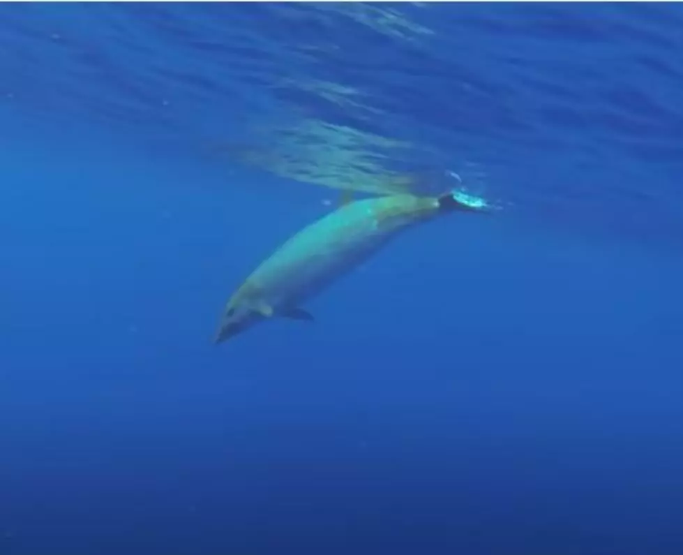 Two Beautiful Beaked Whales Found On Maine Shores In Two Months