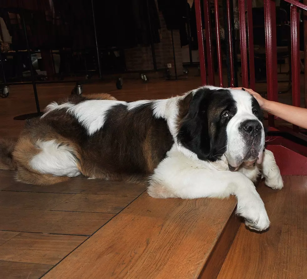 NH Volunteers Rescue Injured St. Bernard From Mount Washington