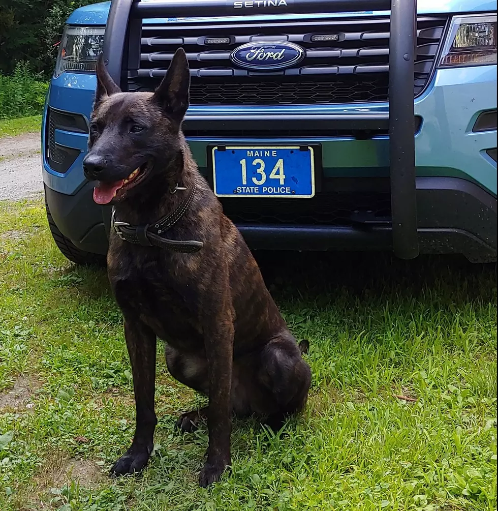 Maine State Police K9 Successfully Tracks A Missing Child