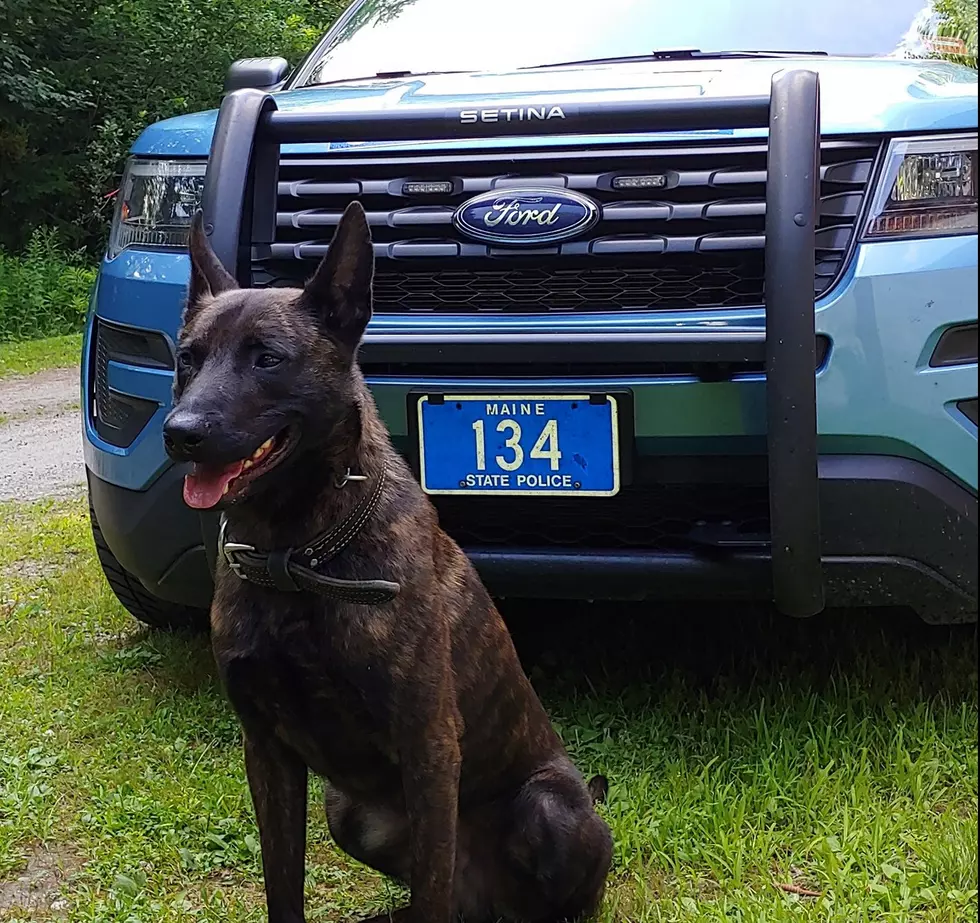 Maine State Police K9 Successfully Tracks A Missing Child