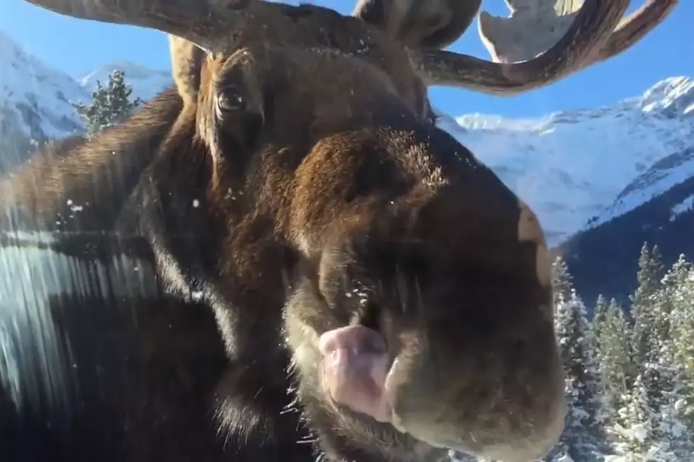 Dear Canada: I&#8217;m Sorry, But I&#8217;m Not Stopping A Moose From Licking My Car If It Tries