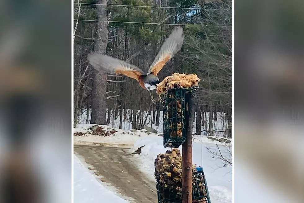 Giant Bird Seen in New Hampshire Looks Like a Legit Pokemon