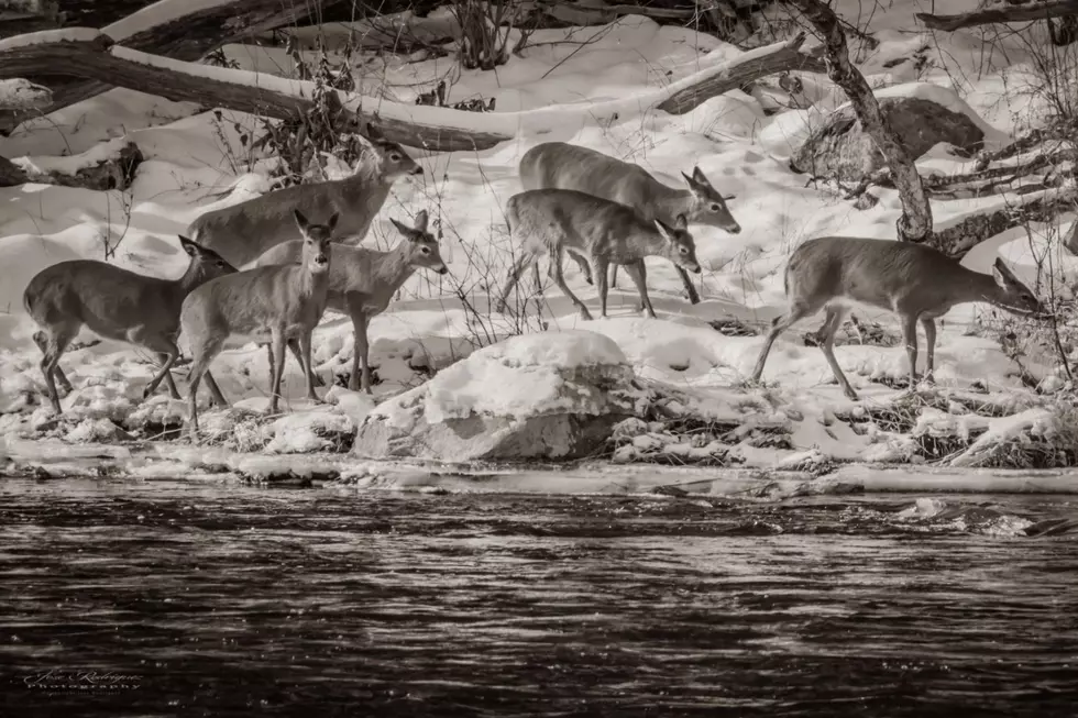 Have You Ever Seen Groups of Deer Gather Like This Around New England? [PHOTOS]