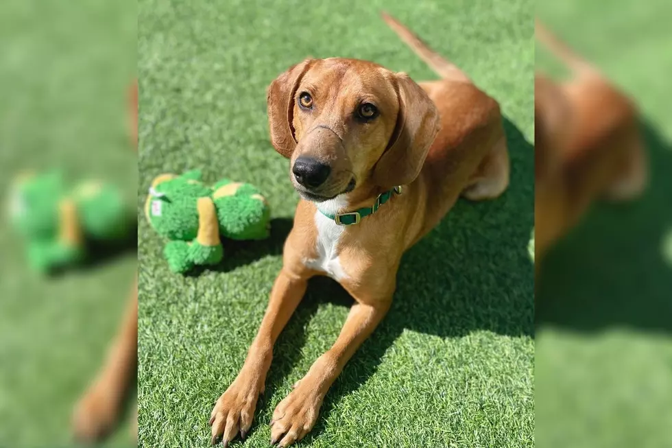 Young Dog With Rubber Bands Strapped to Its Snout Is Looking for a Home in Maine