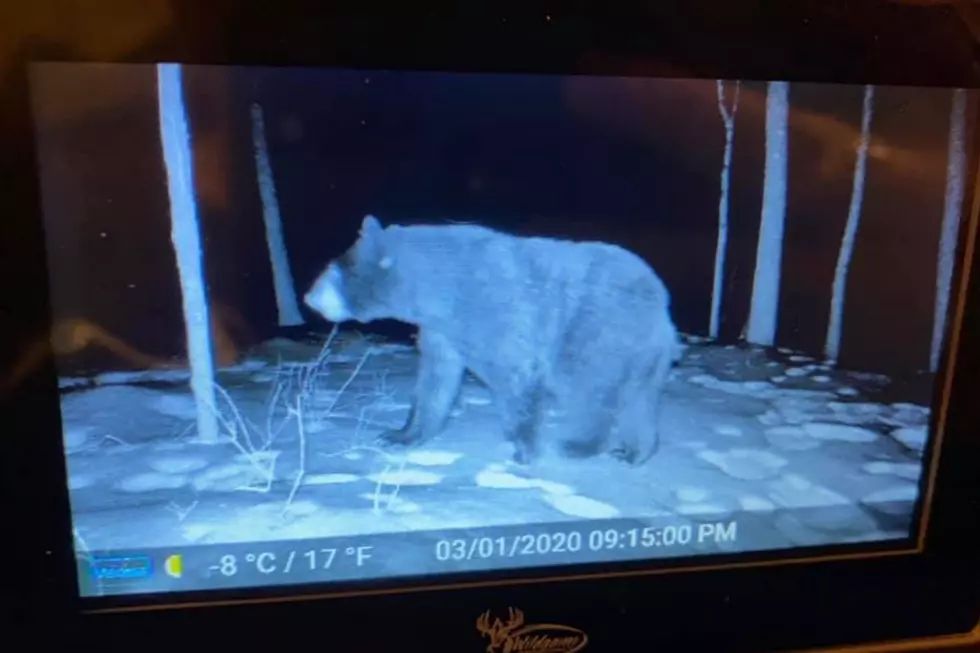 Black Bears, Coyotes, and More Have Been Seen in This Dover, NH Backyard [PHOTOS]