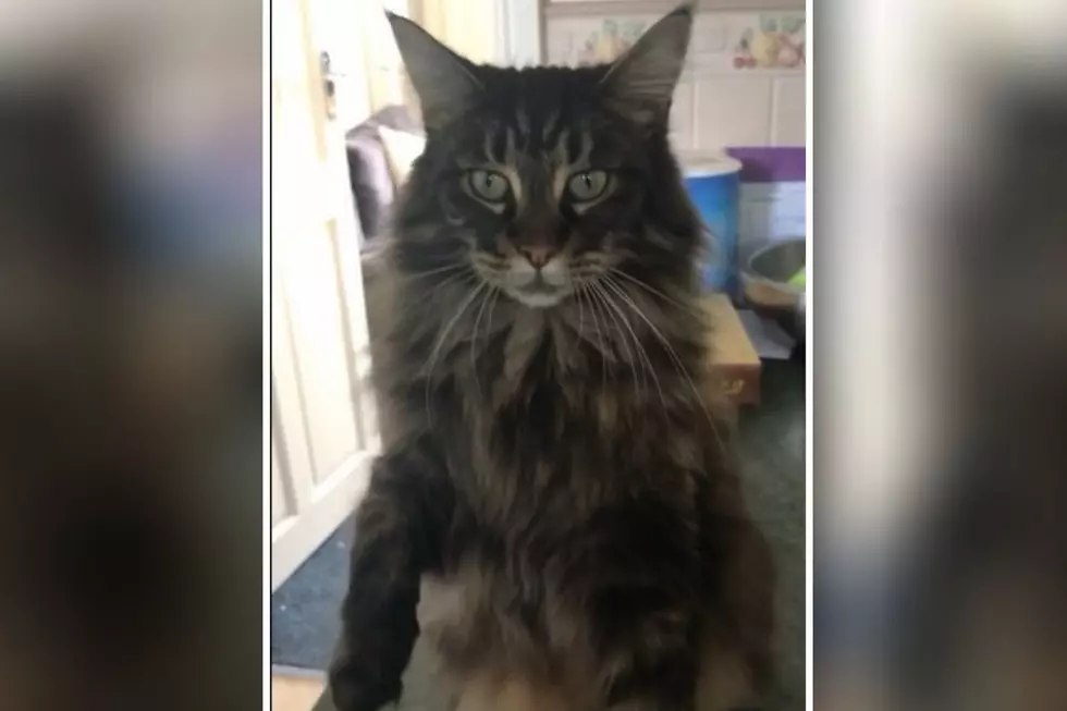 Watch This Maine Coon Cat Literally Beg for Attention [VIDEO]