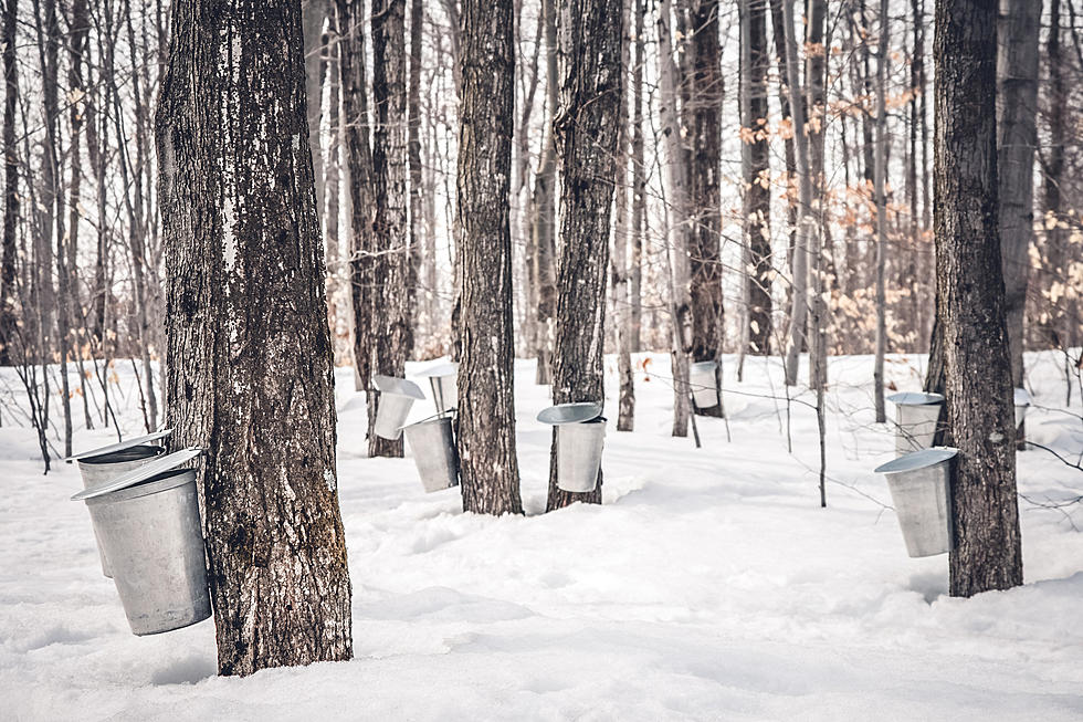 More Than Just Trees Are Being Tapped in Maine