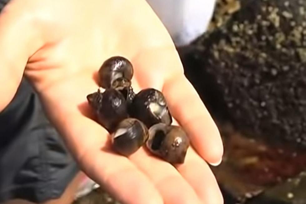 Maine Reddit User Details Eating Periwinkles From the Beach