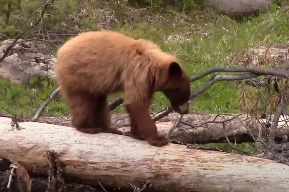 Mainers Give Tips on How to Fight Off Bears to Campers From Away