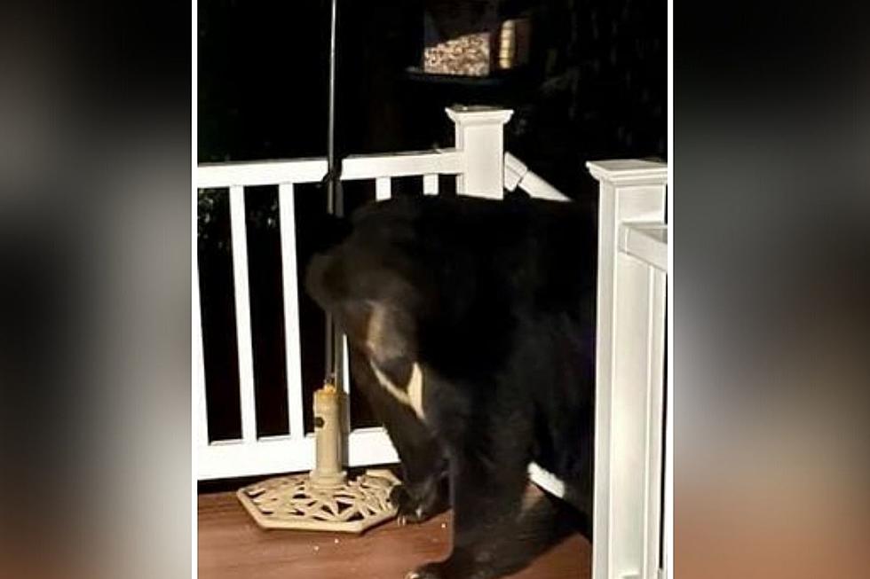 A Gigantic Bear Was Found on This Surprised NH Woman&#8217;s Porch