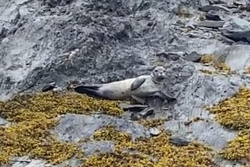 How Adorable is This Seal Found at Kettle Cove in Cape Elizabeth, Maine? [VIDEO]