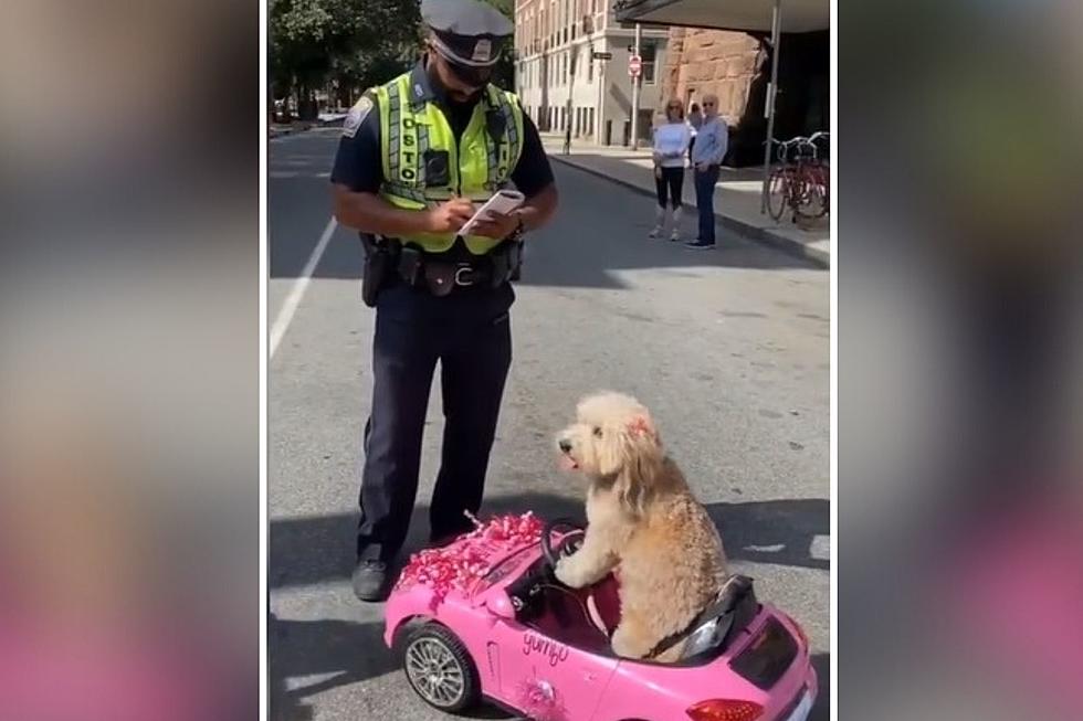 WATCH: Adorable Dog Driving a Pink Mini-Car on Car-Free Street in Boston