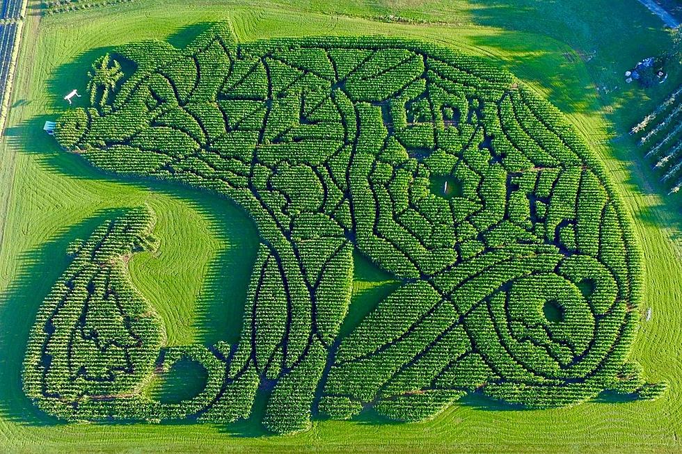 Five New England Corn Mazes Beloved By Mainers and Granite Staters
