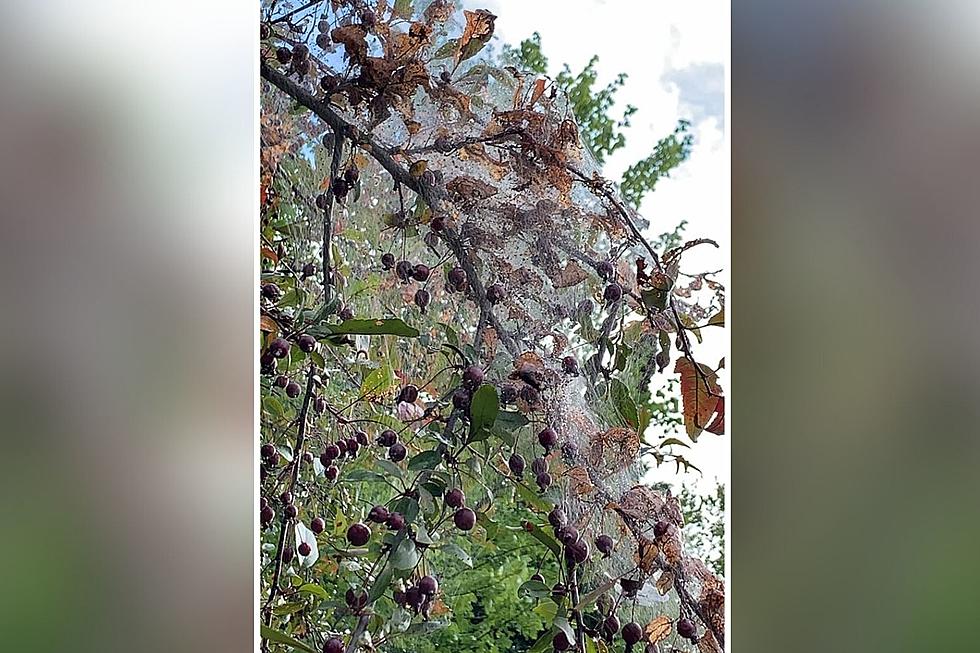 People Are Debating Exactly What This is in Maine, New Hampshire Trees