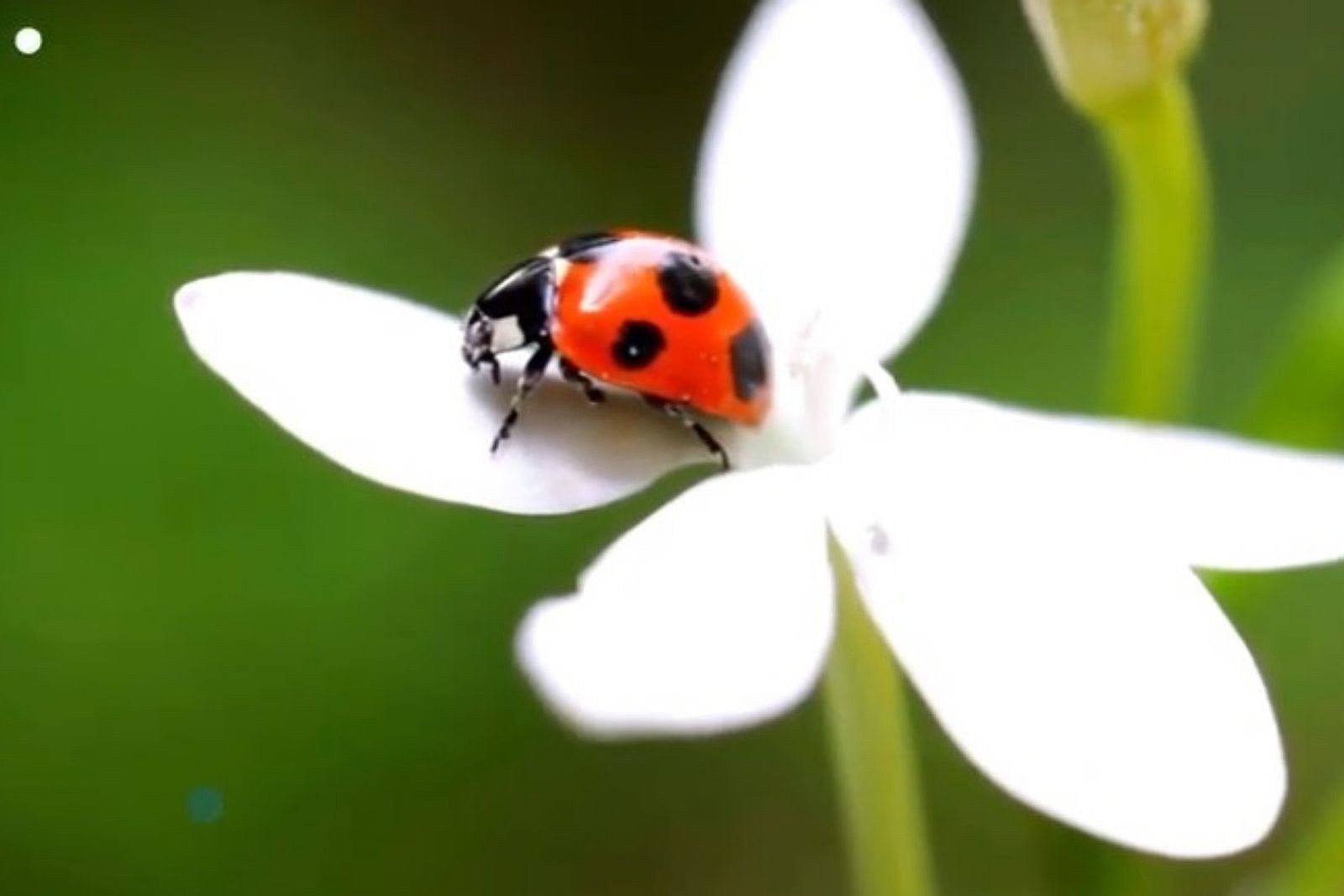 Those Aren't Ladybugs Spreading Luck Inside Maine and NH Homes