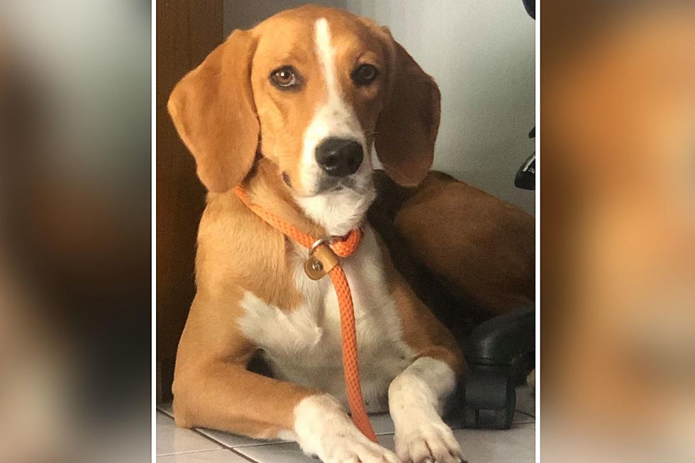 A Lost Dog’s Incredible 80-Day Journey Through New Hampshire and Massachusetts to Get Home