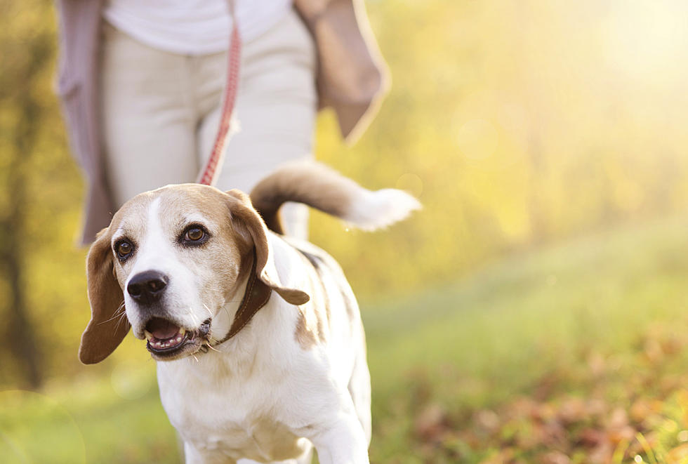 Woman Spotted Dragging Her Dog Along Dover, New Hampshire, Street