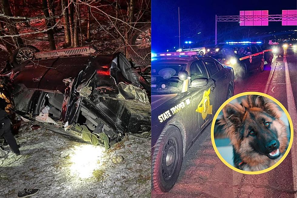 Heroic Dog Leads New Hampshire State Police to Crash Scene Involving Owner