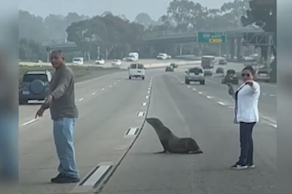 Good Samaritans Helping a Sea Lion Cross a Highway Reeks of Maine