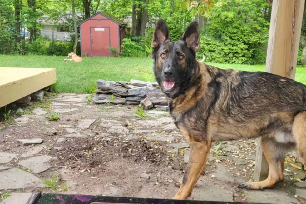 You and Your Dog Can Play At Your Own Private Dog Park in Maine