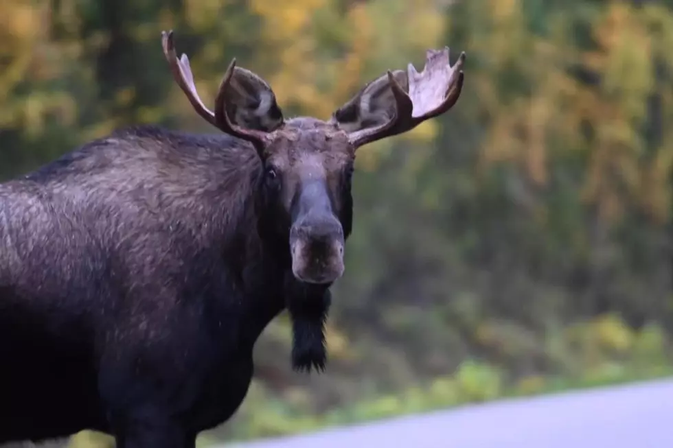Watch Out, It’s Moose Season in Maine
