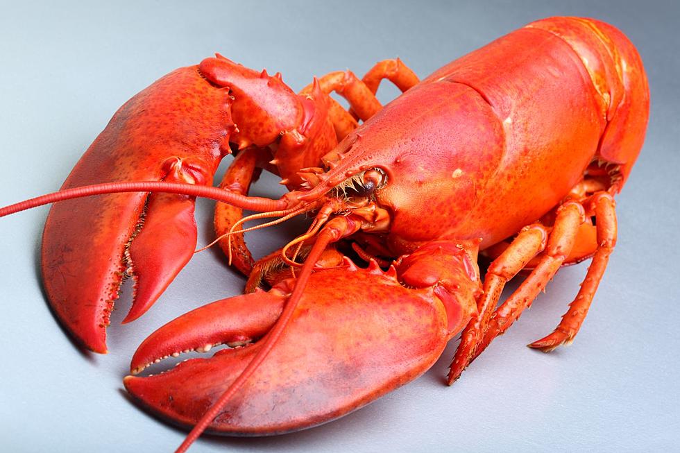 No Joke This Time, the Auburn, ME, Lobster Festival Is Happening