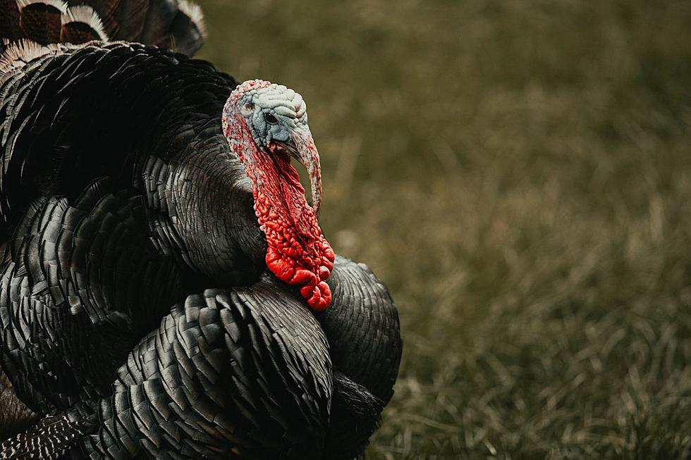 Mainers Beware: Wild Turkeys on the Loose and Causing Havoc