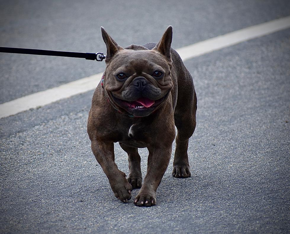 Humane Society in Maine Reminds How Easy It is to Burn Your Dog