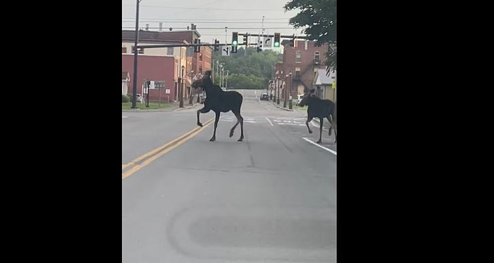 WATCH: Moose Wanders Through Maine Town