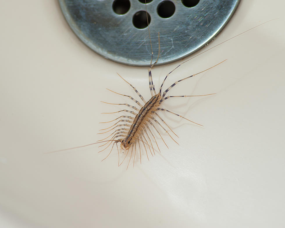 Maine's Wet Summer Has These Creepy Bugs Coming Inside