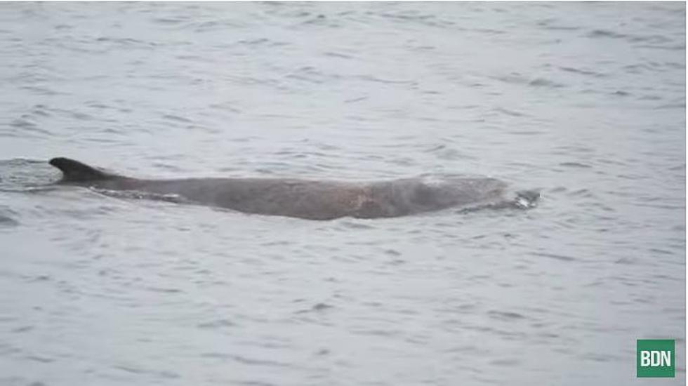 Mistaken Identity: That’s Not a Minke Whale Seen in Maine, It’s Even Rarer