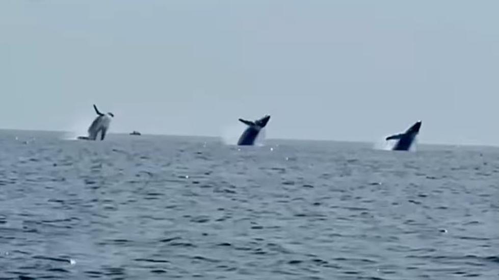 Unbelievable Video of 3 Whales Breaching Off New England Coast