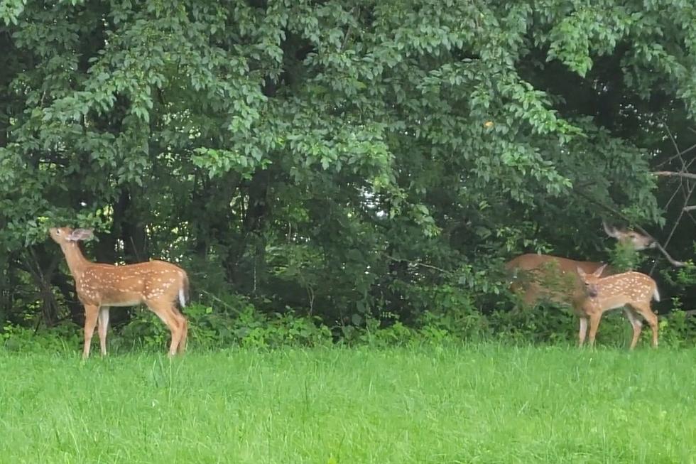 WATCH: Cute Baby Deer Frolicking In A Maine Backyard