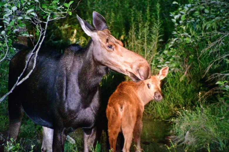 First Moose Baby Moose
