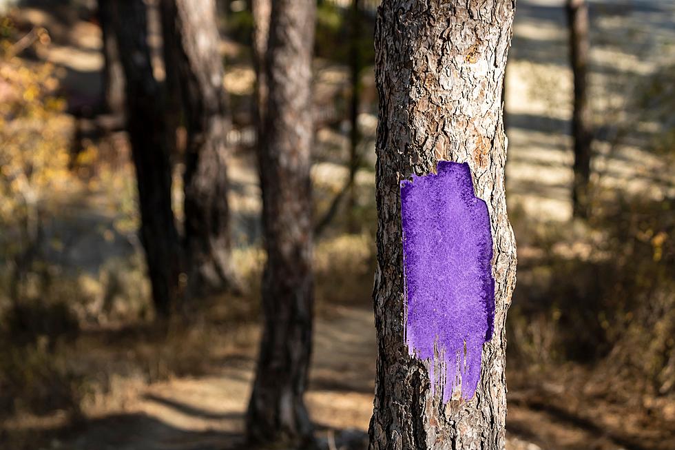 See Purple Paint in the Woods in Maine? You Need to Leave Right Away