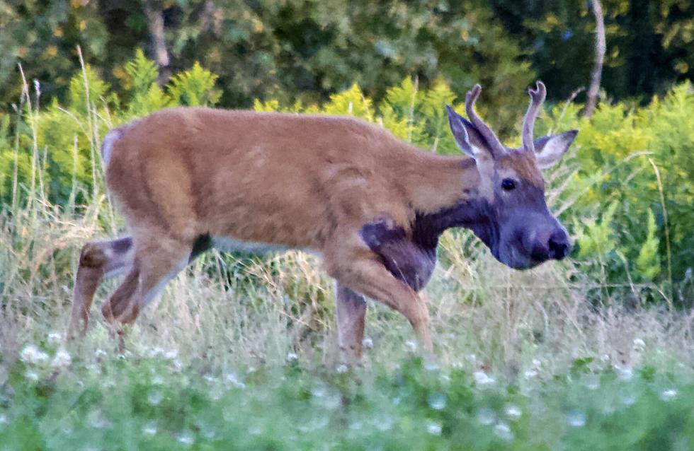 No One Can Explain Why This Poor Deer Spotted in Cape Elizabeth is Purple
