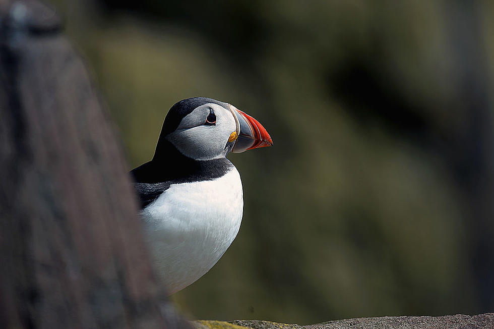 Cool, Goofy-Looking Puffins Are Making a Comeback in Maine