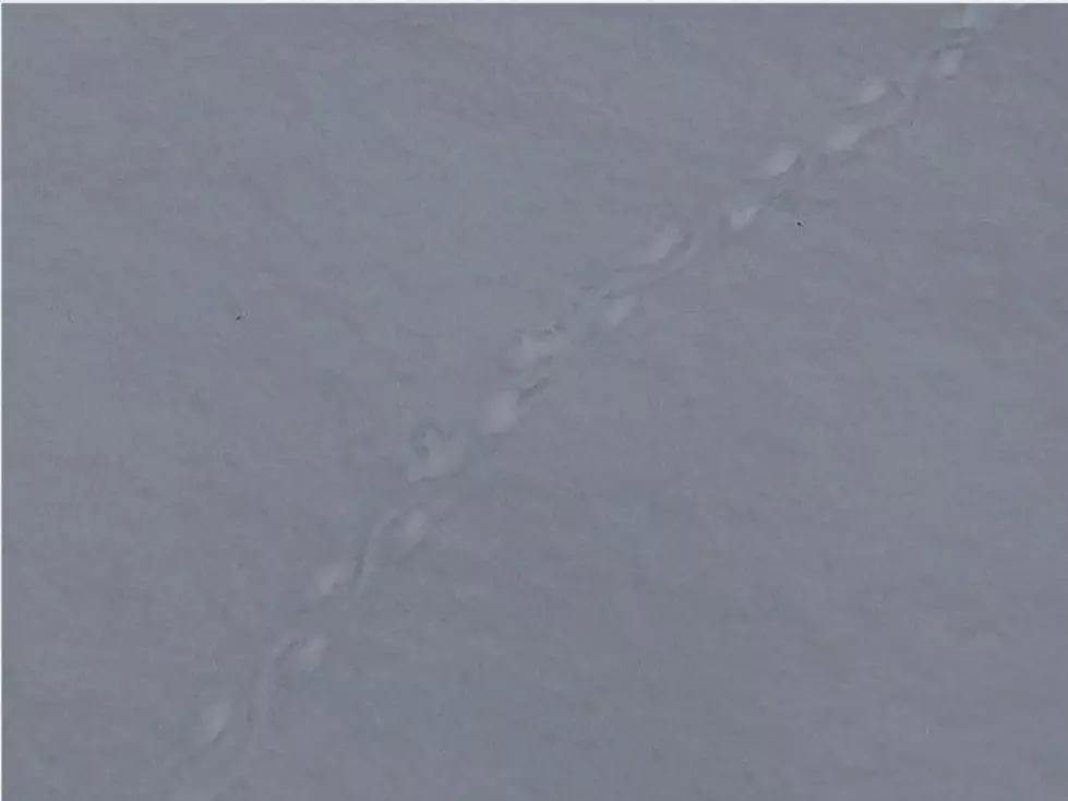 tracks in snow