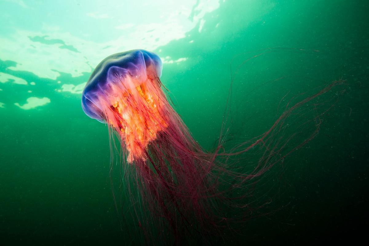 Spike in Jellyfish Sightings Prompts Safety Alerts at Southern ME