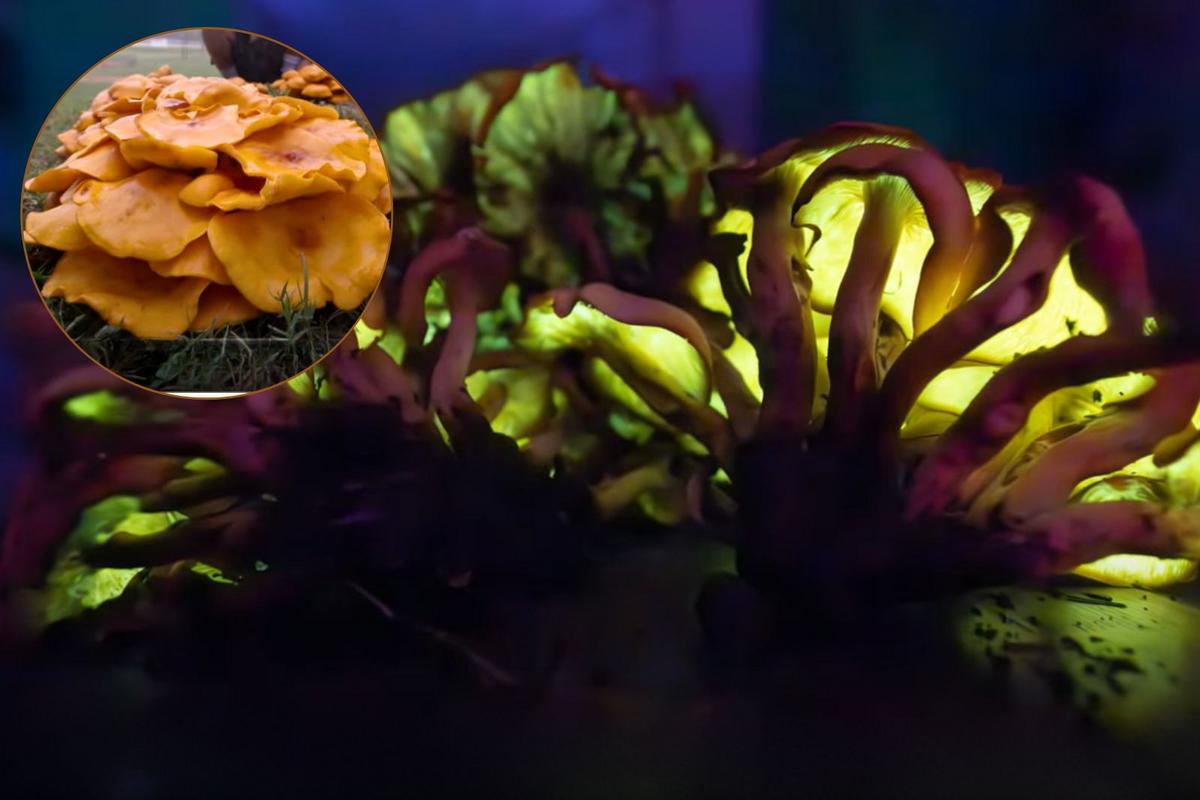 Glow in the Dark Mushrooms Are Haunting New Hampshire Forests