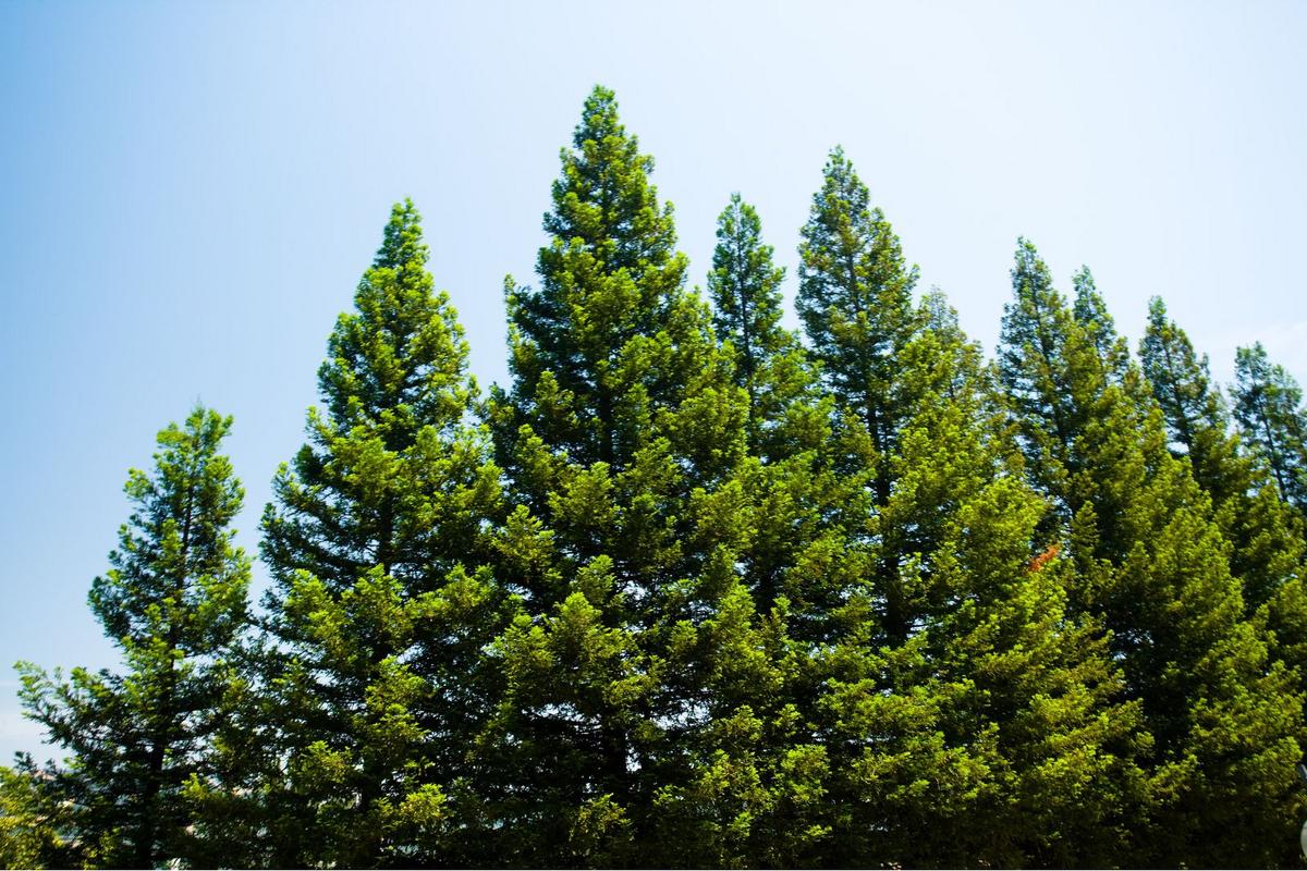 Maine Wood Could Make Medicine Cheaper