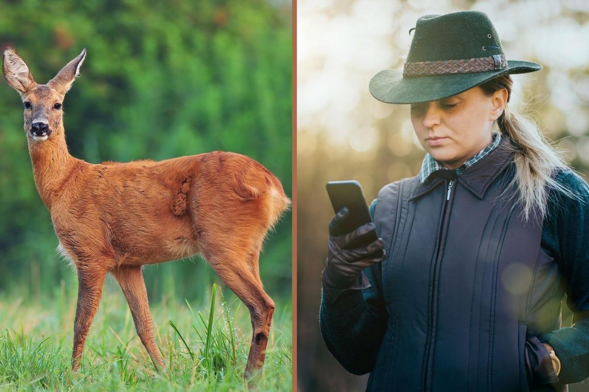 Tag a Deer From Your Phone? Maine’s Hunting Tradition Gets Modern
