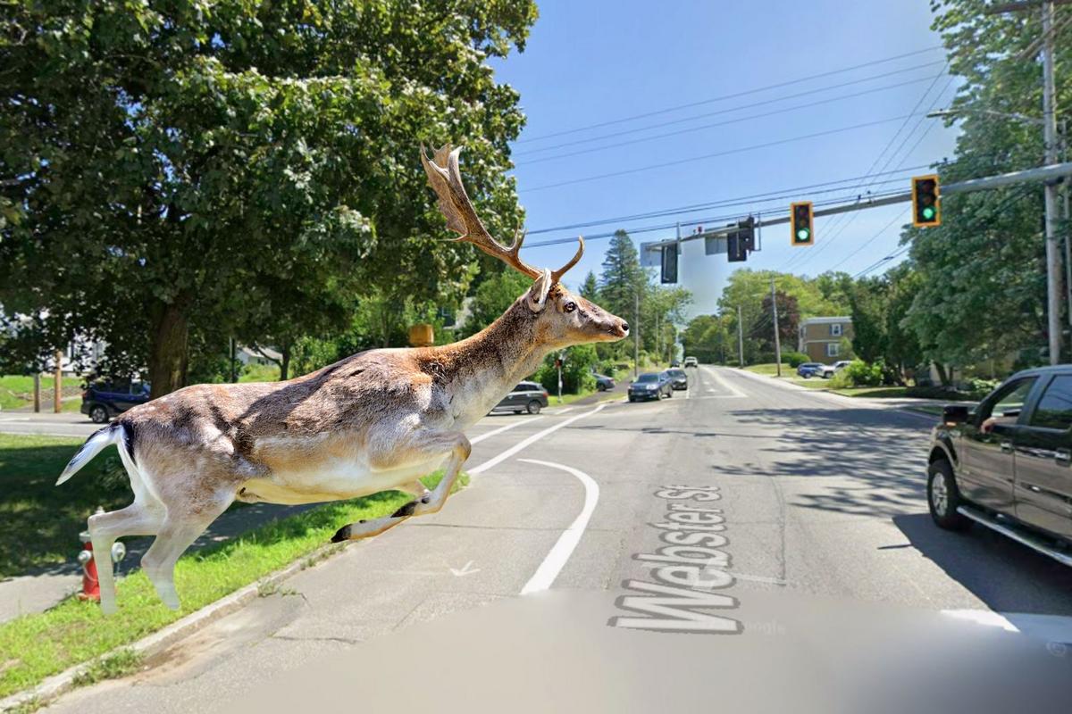 It's Deer Rutting Season in Maine