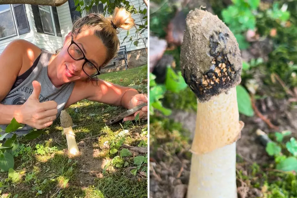 We Found Maine’s Nastiest Mushroom: The Stinkhorn, Growing in Our Front Yard