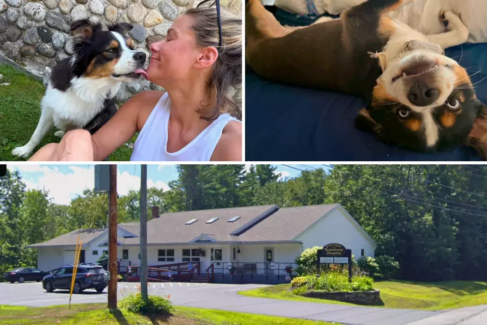 Why I Trust Winthrop Veterinary Hospital