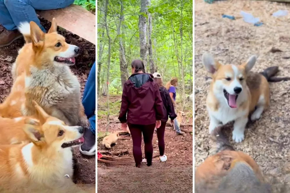 Maine Just Got a LOT Cuter